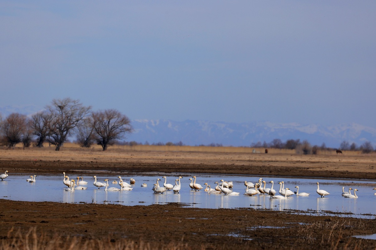 Explore Xinjiang tweet media