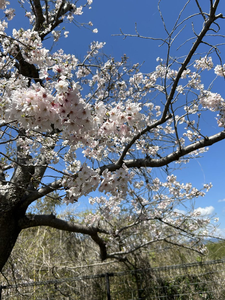 おだっち tweet media