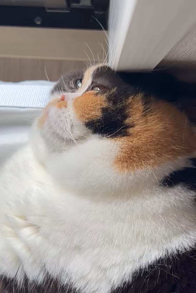 おあげ🍘 tweet media