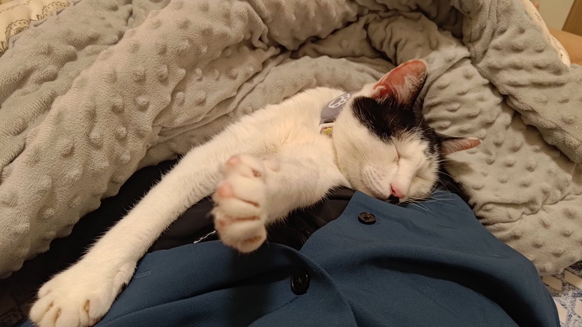 moonfiretak's tweet photo. 俺の下半身をベッドにするのやめてくれる?
#猫
 #ねこ
 #ネコ
 #cat https://t.co/t4cMVvtQze