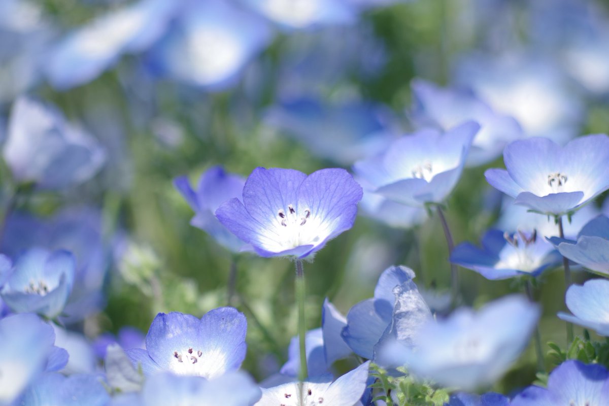 hasshyfisherman's tweet image. 新しいオモチャの試し撮りのつもりが…
キットレンズ…侮るなかれ
#PENTAX
#Ks2
#smc_pentax_da_l_55_300mm