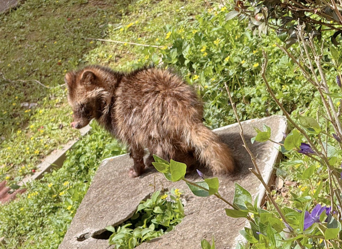 Kamui_310 tweet media