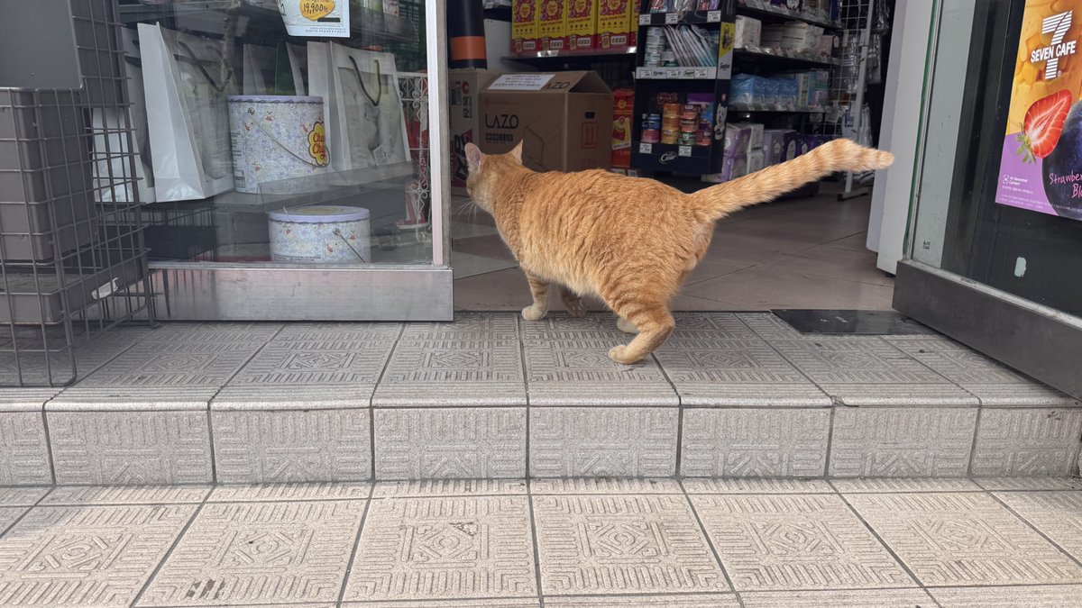 슈팅스타 tweet media