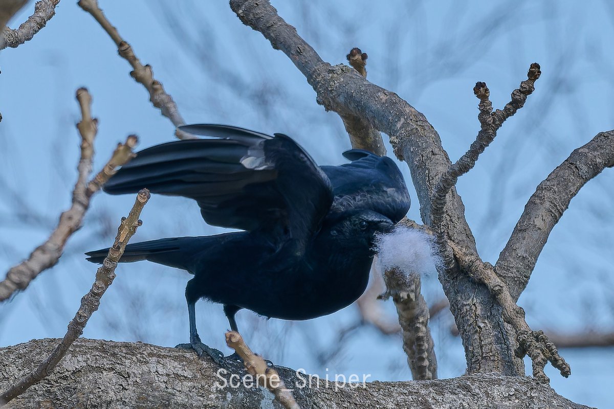 SceneSniper tweet media