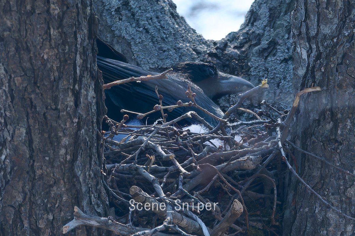 SceneSniper tweet media