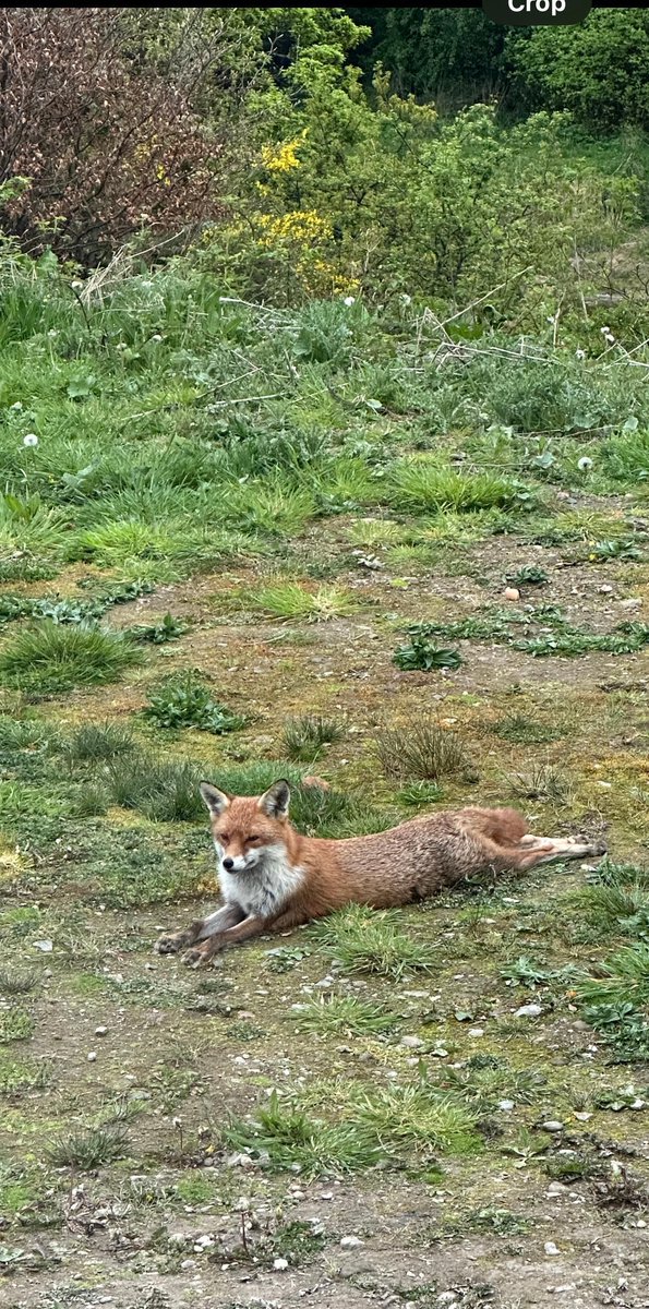 Chris Packham tweet media
