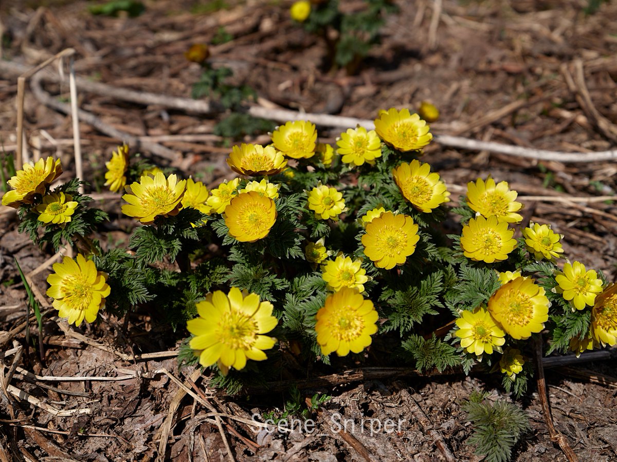 SceneSniper tweet media