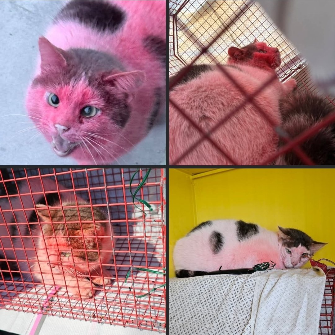 Doluccia 🦋 #credicisempre tweet media