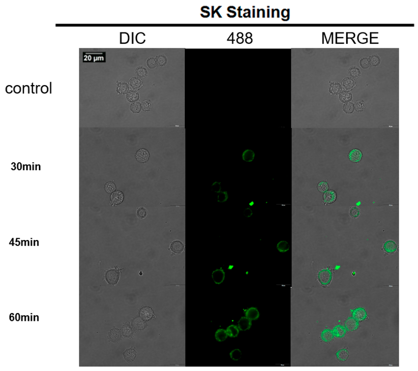 RuixiBiotechCo.Ltd/KamulinBiotechco.ltd tweet media