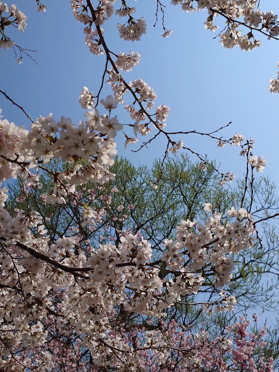 セルフィ(せるる） tweet media