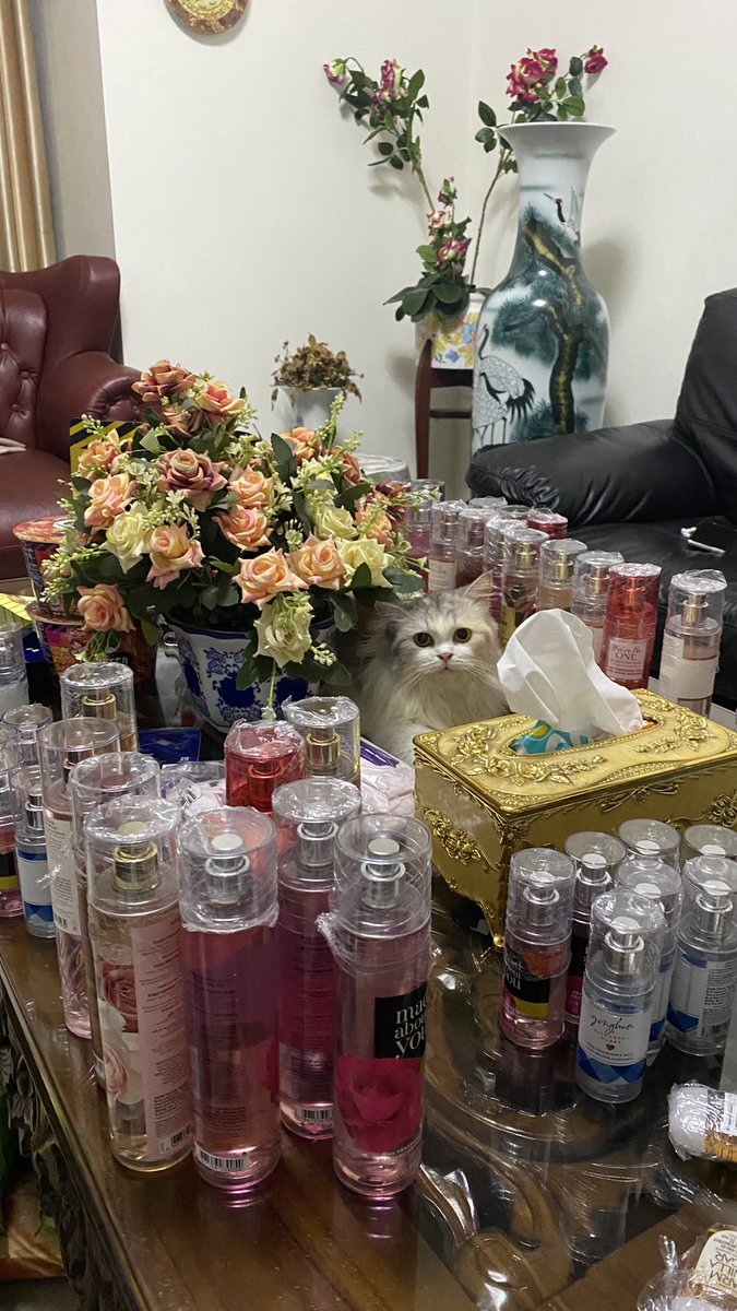 may🐯🦊 | HC Singapore Malaysia tweet media