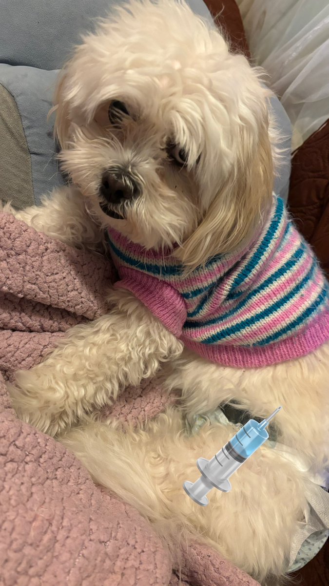 またおねちゅが…🤒
最近ホントに多すぎない❓
動物病院連れて行きたい子がいるのに…🥺
あと狂犬病注射とかね❗️

#マルペキ犬 
#パフ 
#ちとせの飼育日記
