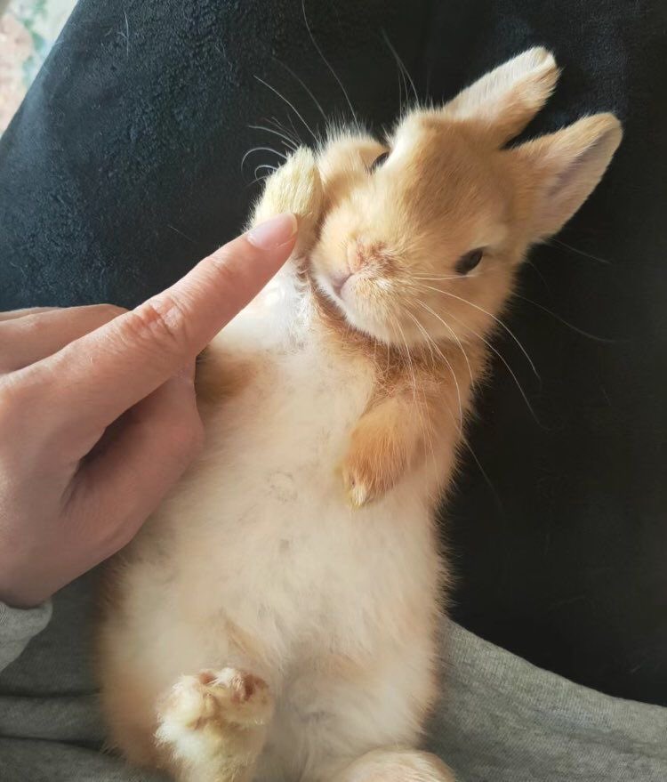 Why you should have a rabbit tweet media