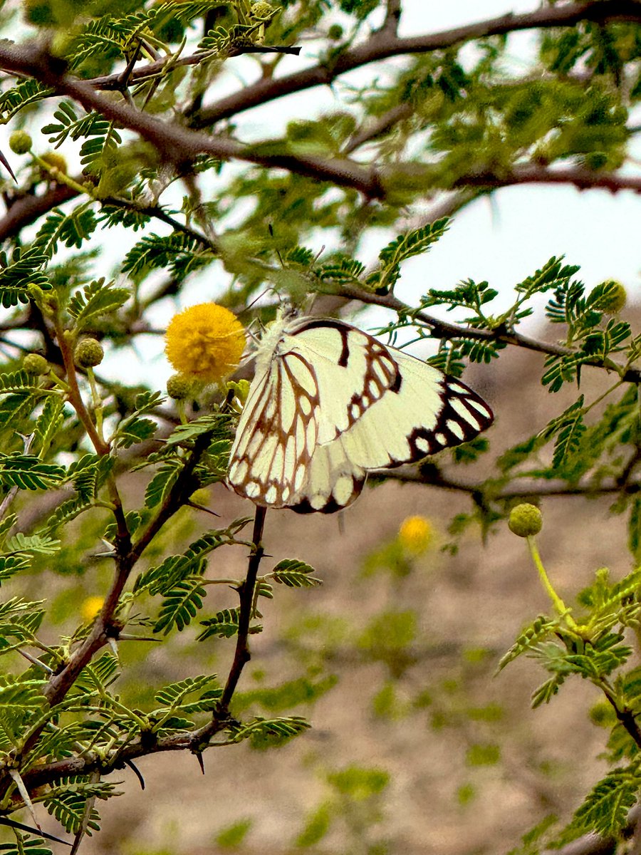 Andalib Baloch tweet media