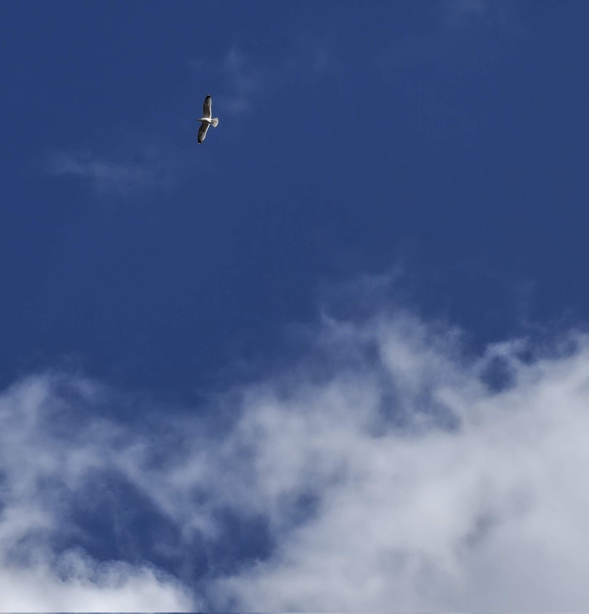 Something from Nothing tweet media