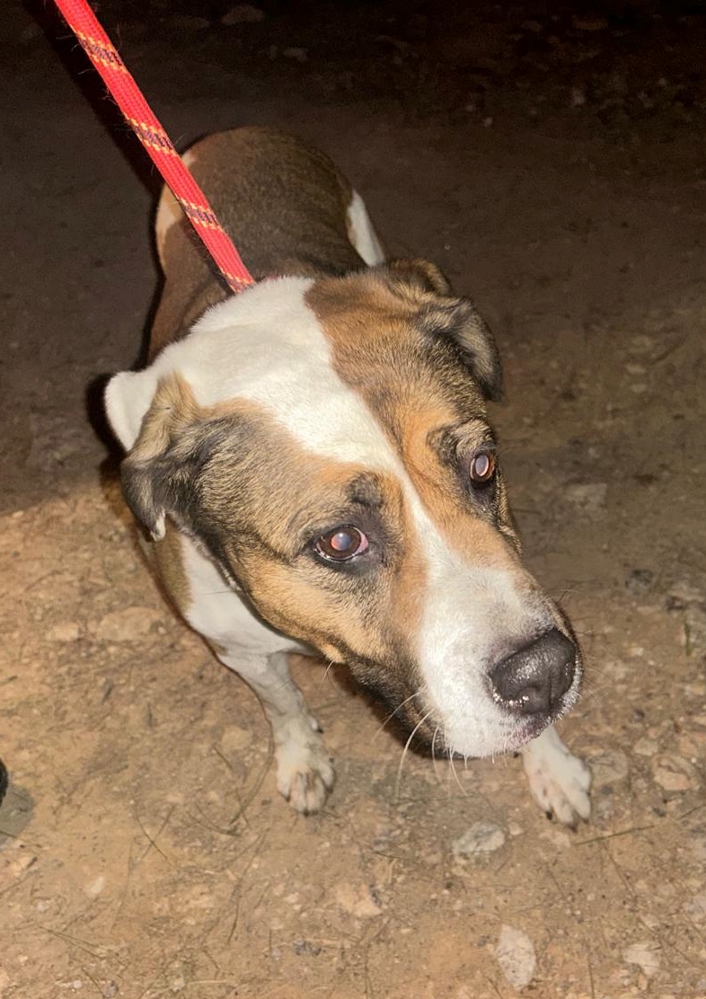 SOS Abuelos tweet media