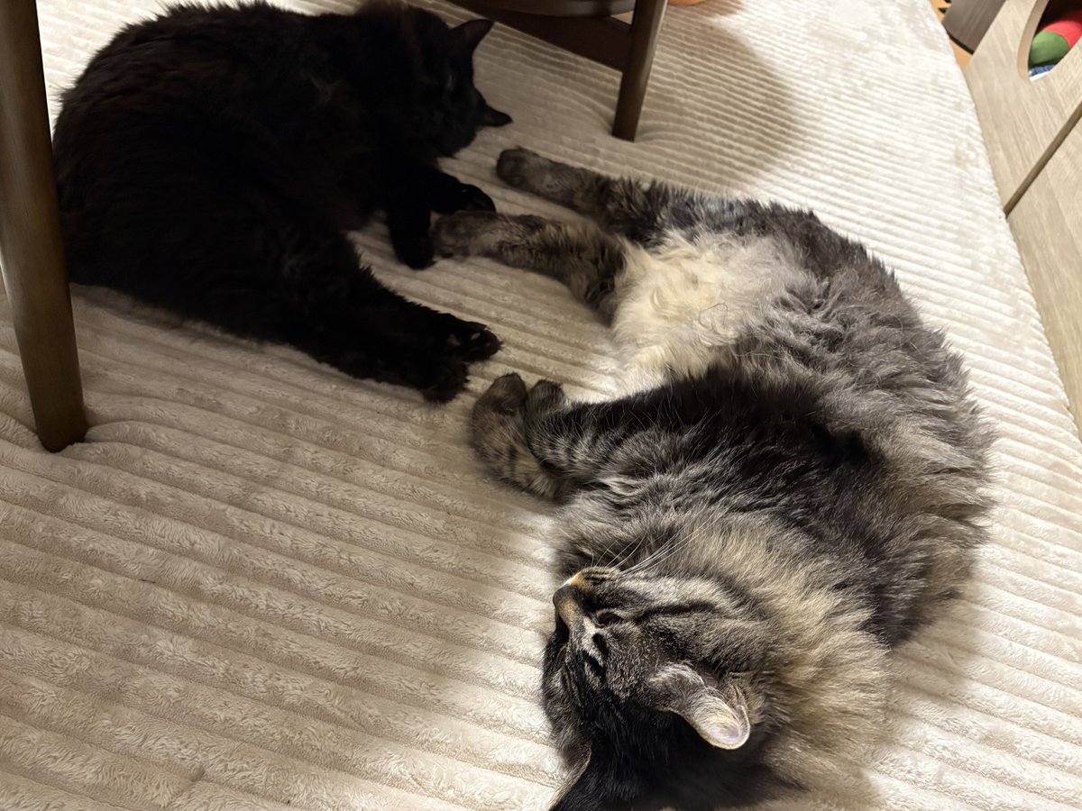 すがこ tweet media