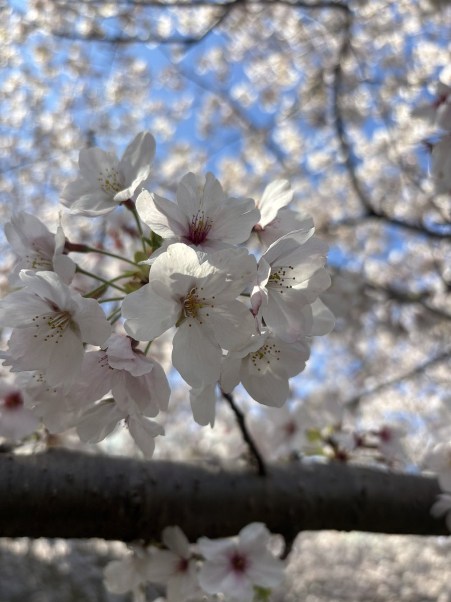 飯田舞 @ 4/26 横浜minthall tweet media