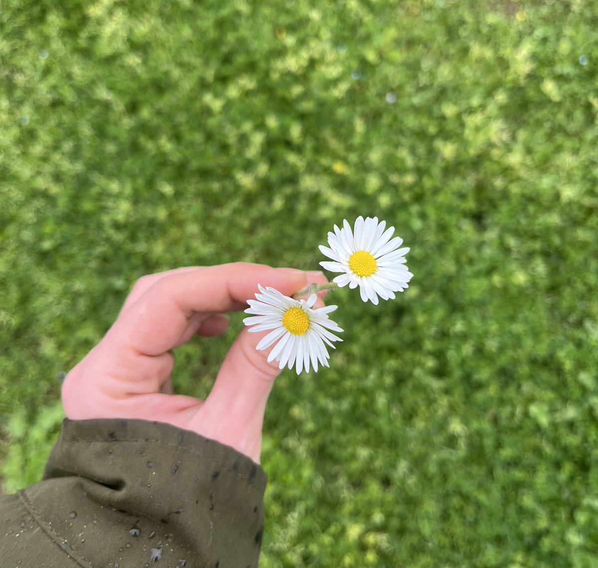 neselibirisiii's tweet photo. papatya toplamak da bir çeşit terapiymiş🌼 https://t.co/72BaWiISaO