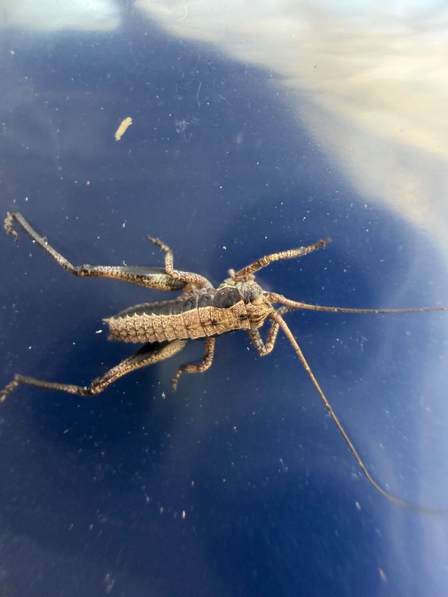 ジョー星詠み☄️ tweet media