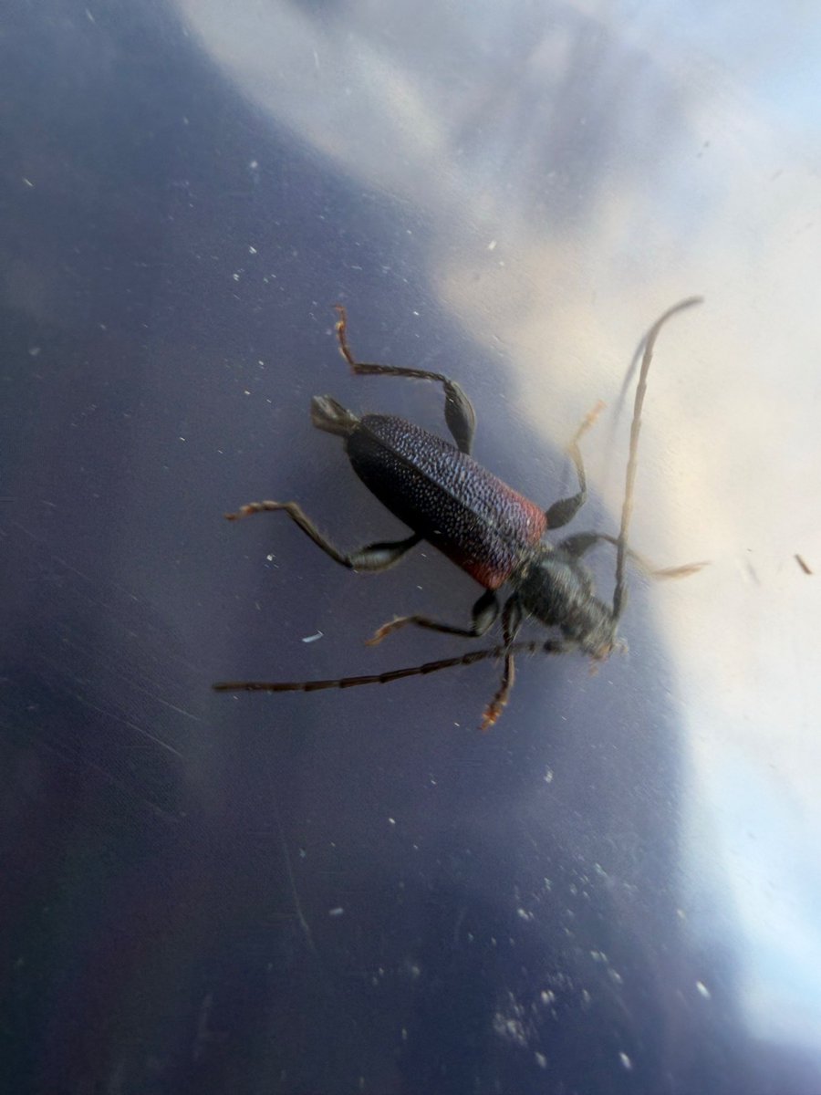 ジョー星詠み☄️ tweet media