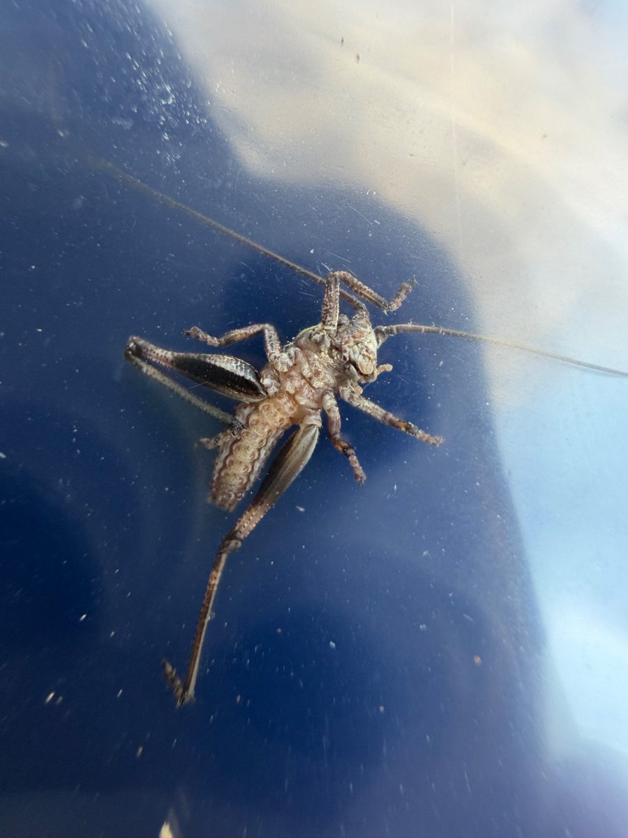 ジョー星詠み☄️ tweet media