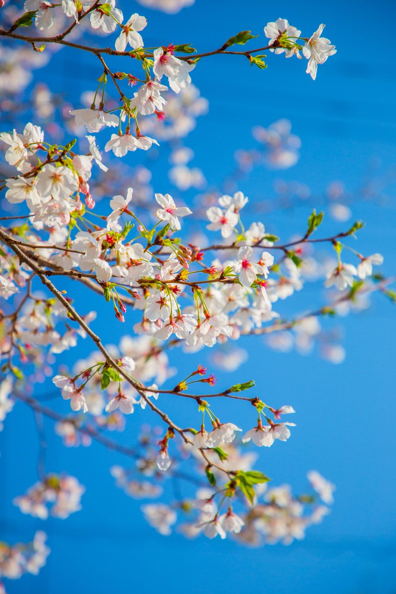 Ru1n_fn's tweet photo. カメラで桜撮る人生になると思わんかった https://t.co/Yewu7aAdcd