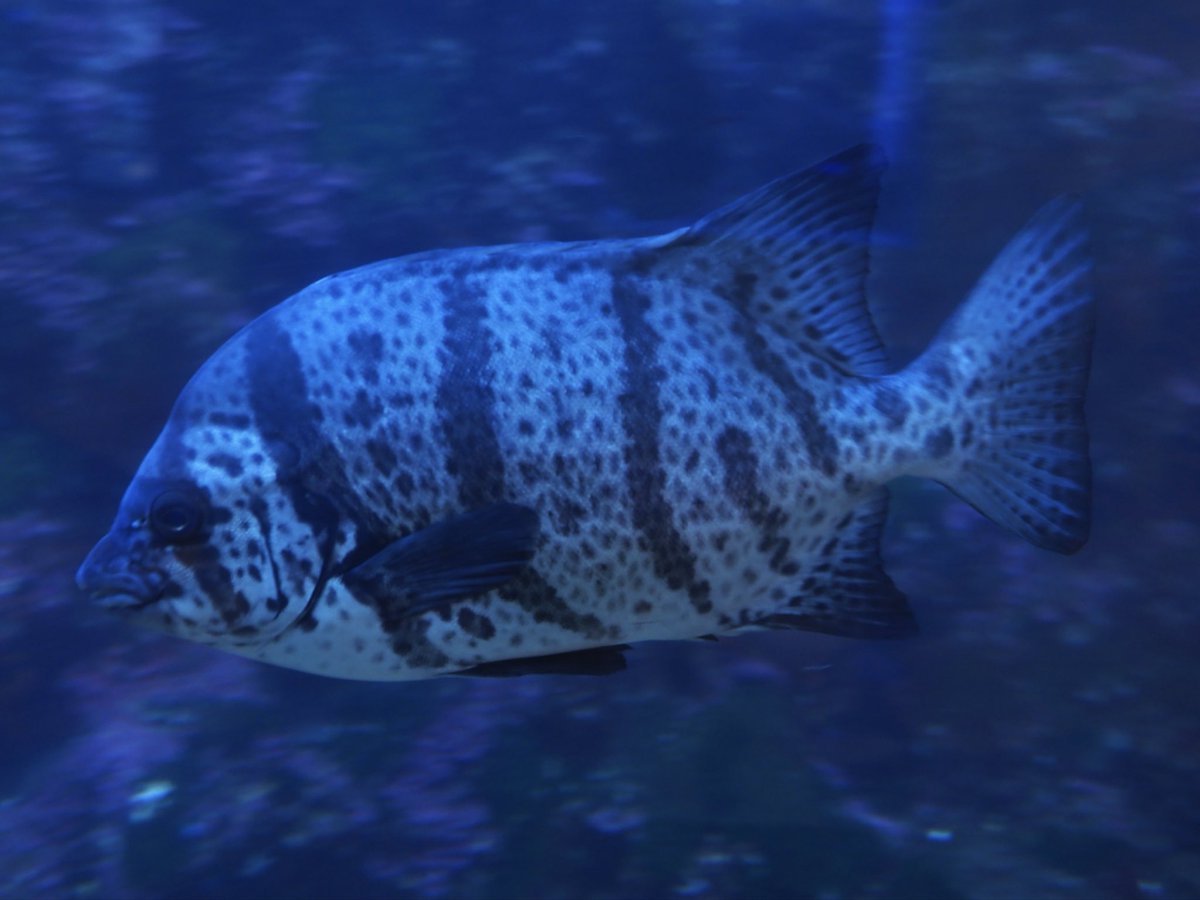 串本海中公園センター tweet media