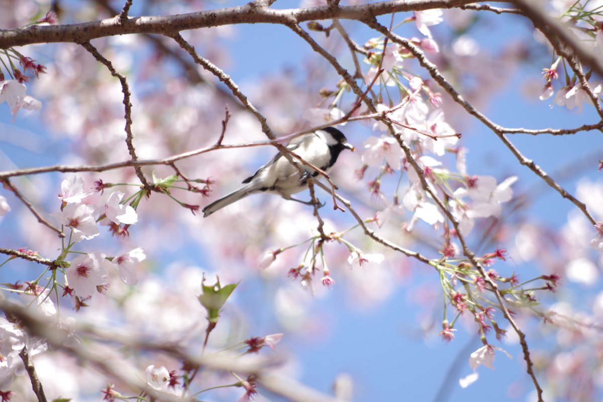 hasshyfisherman's tweet image. シジュウカラがめんこい💕
#PENTAX
#Ks2