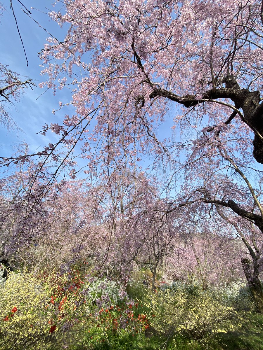 猫尾 かおり tweet media