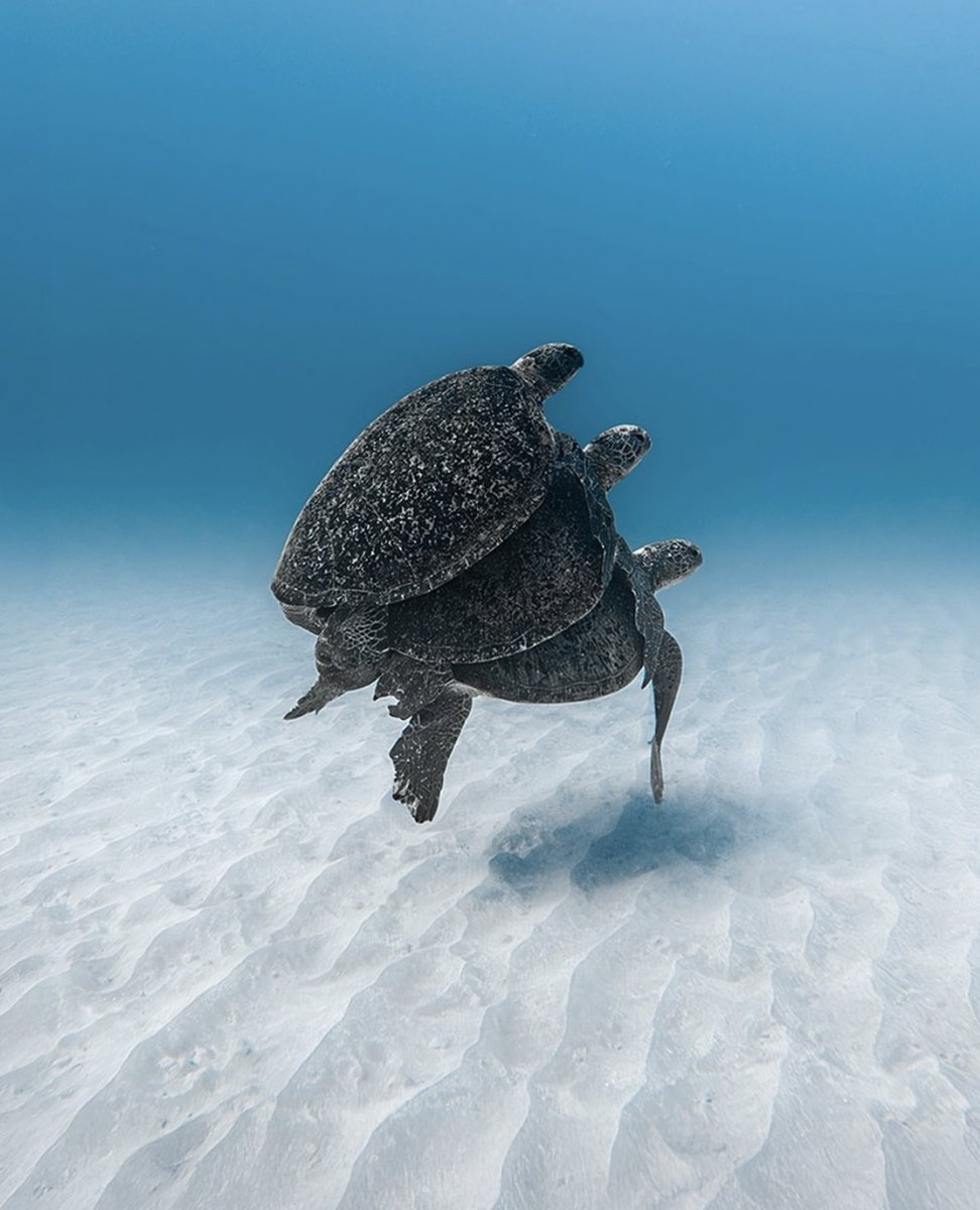 folkative tweet media