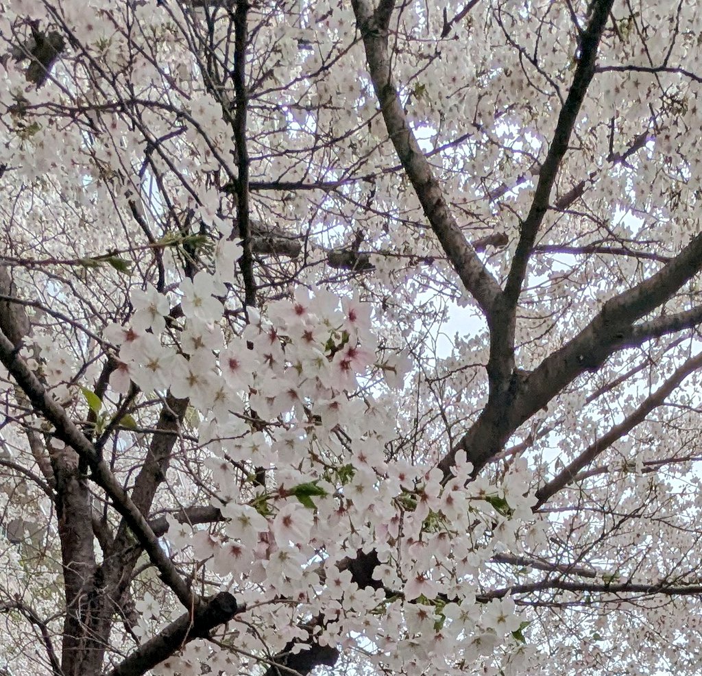 「明日また雨だからすぐ桜散りそうだ 咲いたり散ったり忙しい花だね」|うむがやすしのイラスト