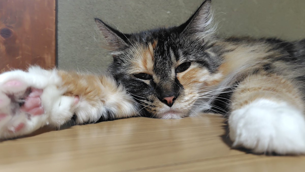 Dodo@狼鯖／Shimesaba@Hades鯖／Tanuko@Gunma鯖 tweet media