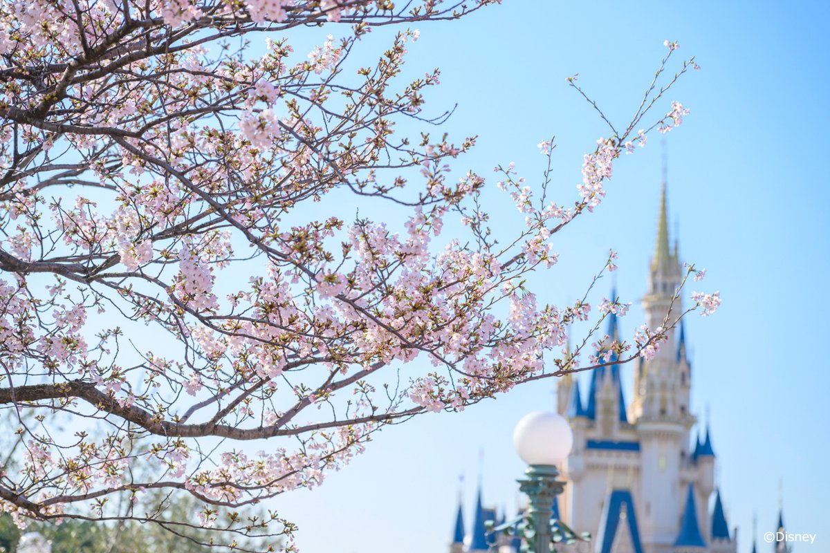 東京ディズニーリゾートPR【公式】 tweet media