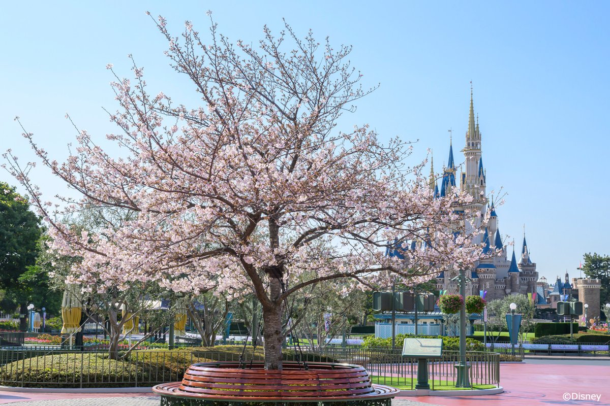 東京ディズニーリゾートPR【公式】 tweet media