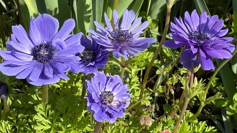 モーニング娘。feat.カリバディクス tweet media