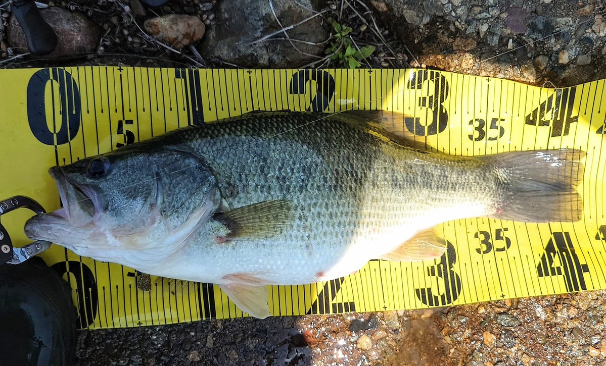 さぜん。 tweet media