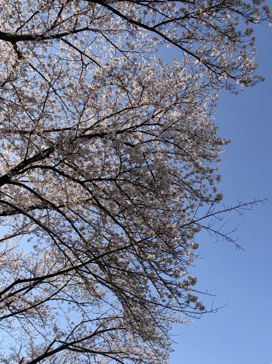 なみ🐱初マタ38w ☺︎ tweet media