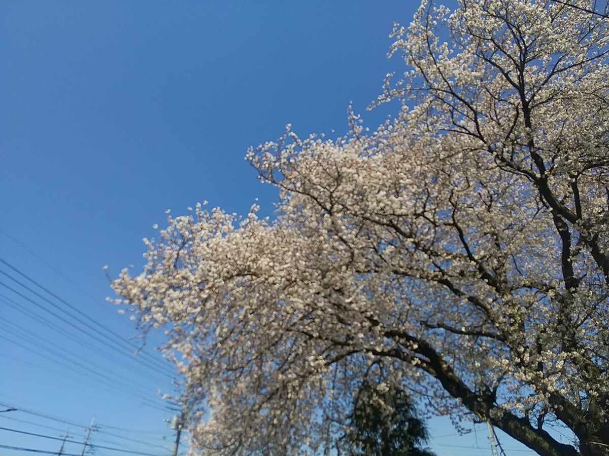 記憶の記録 植物
桜
