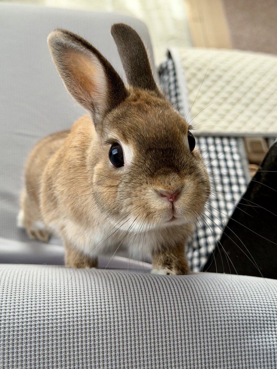 朝からおやつ欲しいこはまるがとてもかわゆかった

#うさぎのいる暮らし