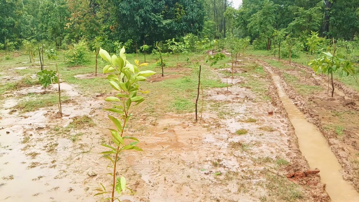 CAMPA ODISHA tweet media