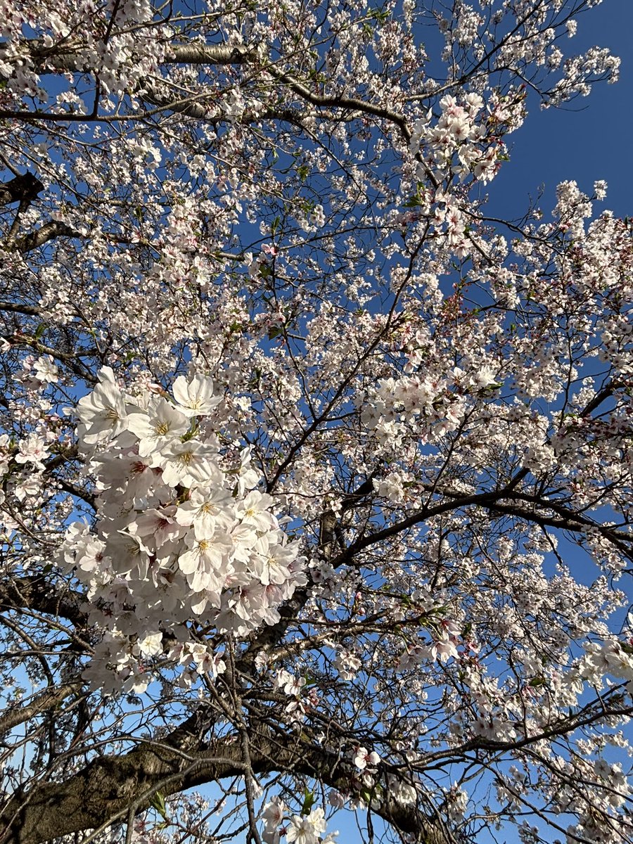 卯月ちょっと葉桜です🌸