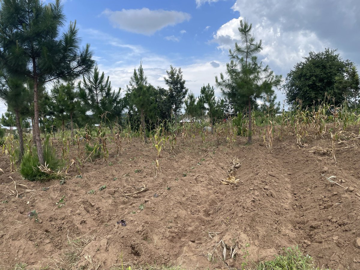 Lubasha Jr tweet media