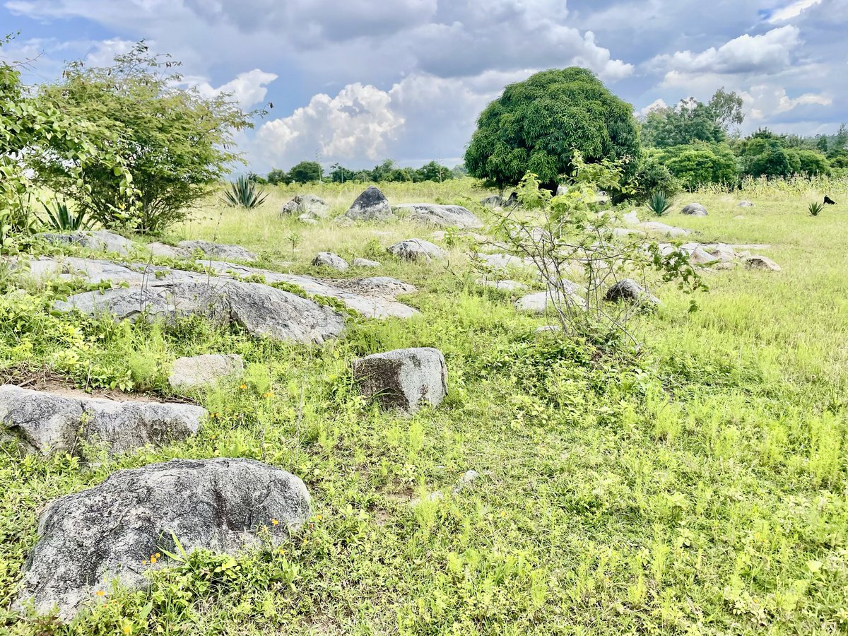 Lubasha Jr tweet media