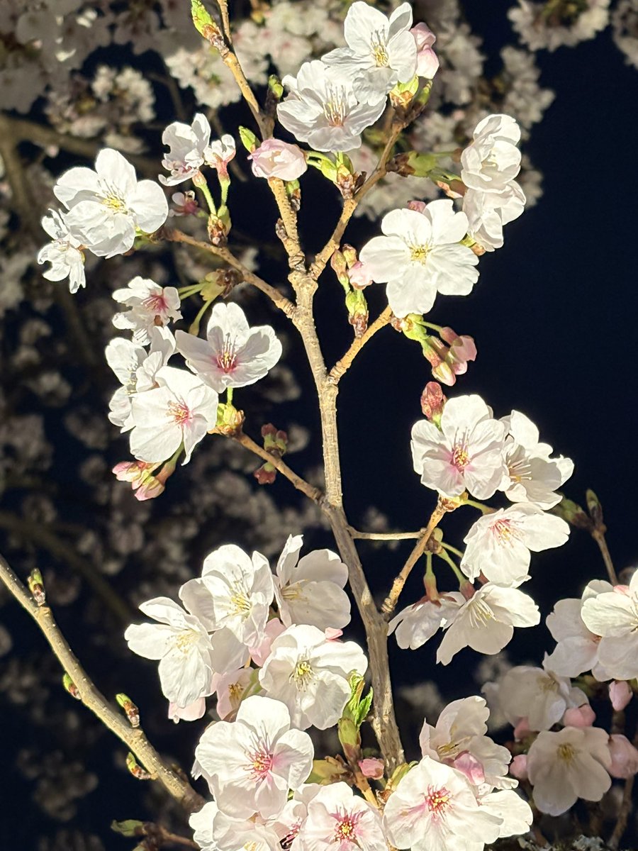 こはる tweet media