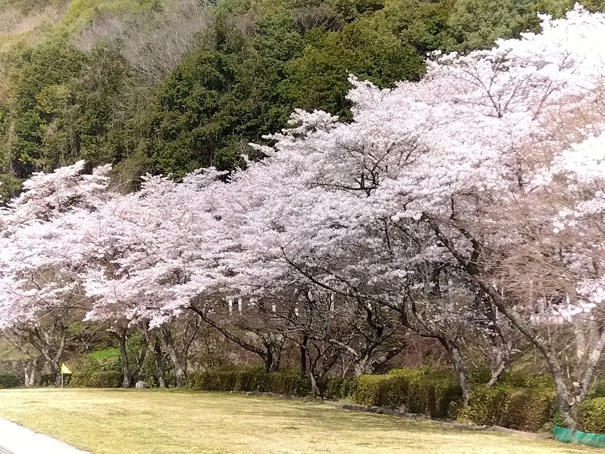 konta_efd's tweet photo. 明日は天気崩れるようなので散ってしまう前に見てきました。 https://t.co/NuY0ZMs1bn