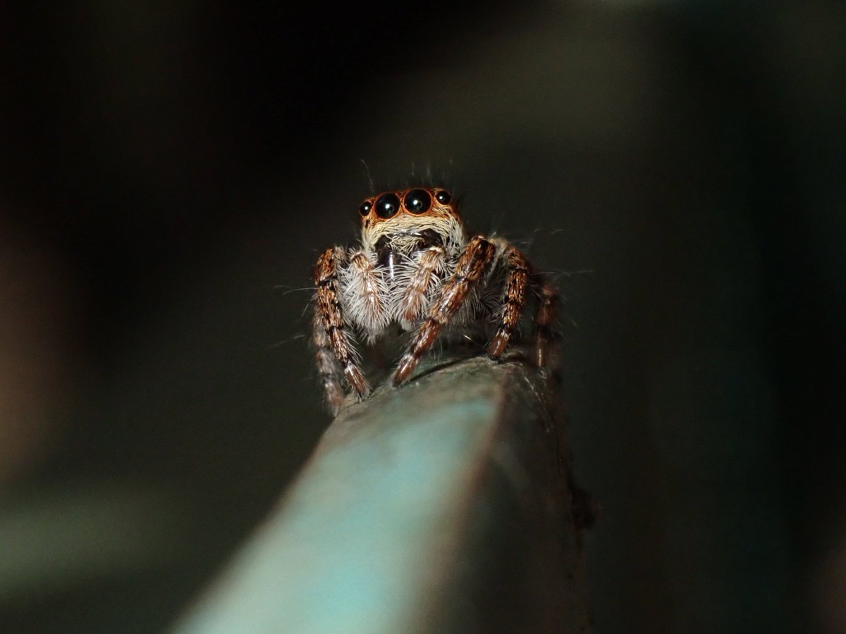 かなじろう Kanajirou tweet media