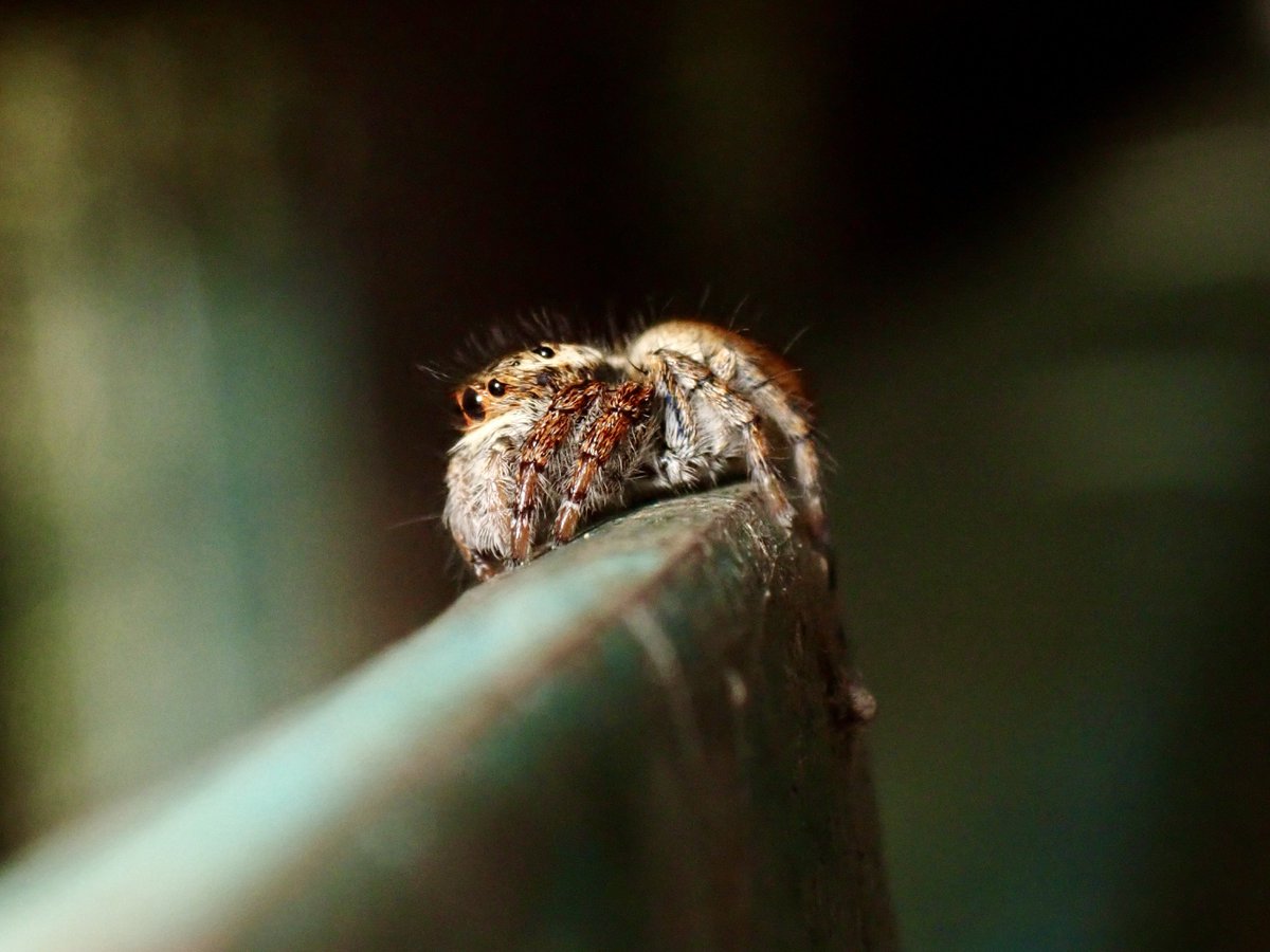 かなじろう Kanajirou tweet media