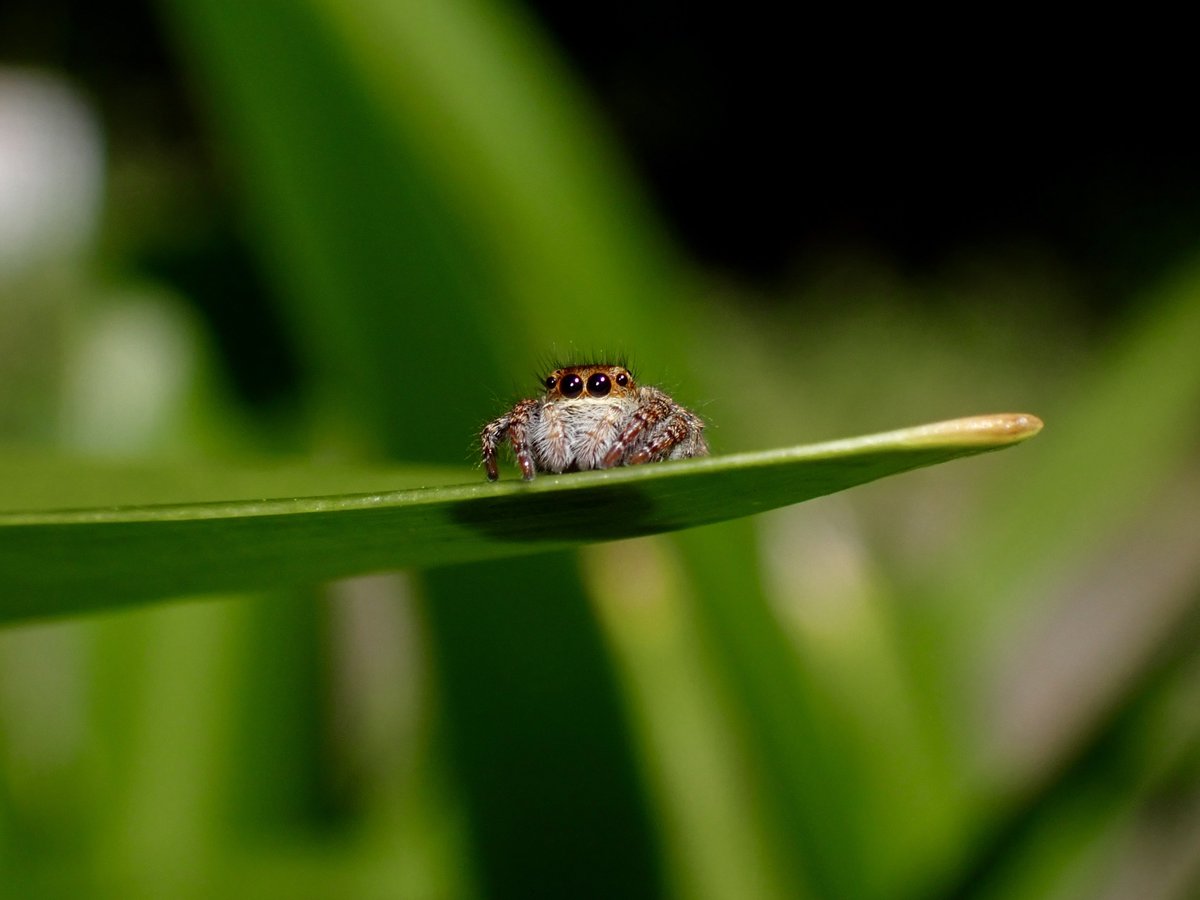 かなじろう Kanajirou tweet media