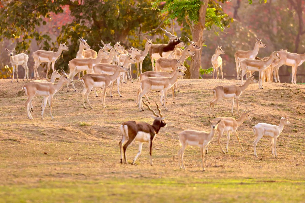 CG Forest & Climate Change Department tweet media